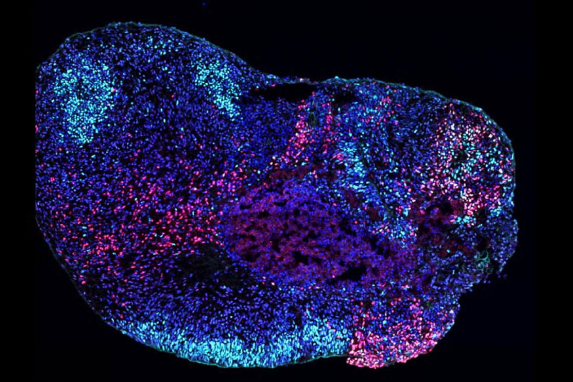 Stem-cell model against a black background